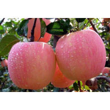 New Crop Exporting Standard FUJI Apple